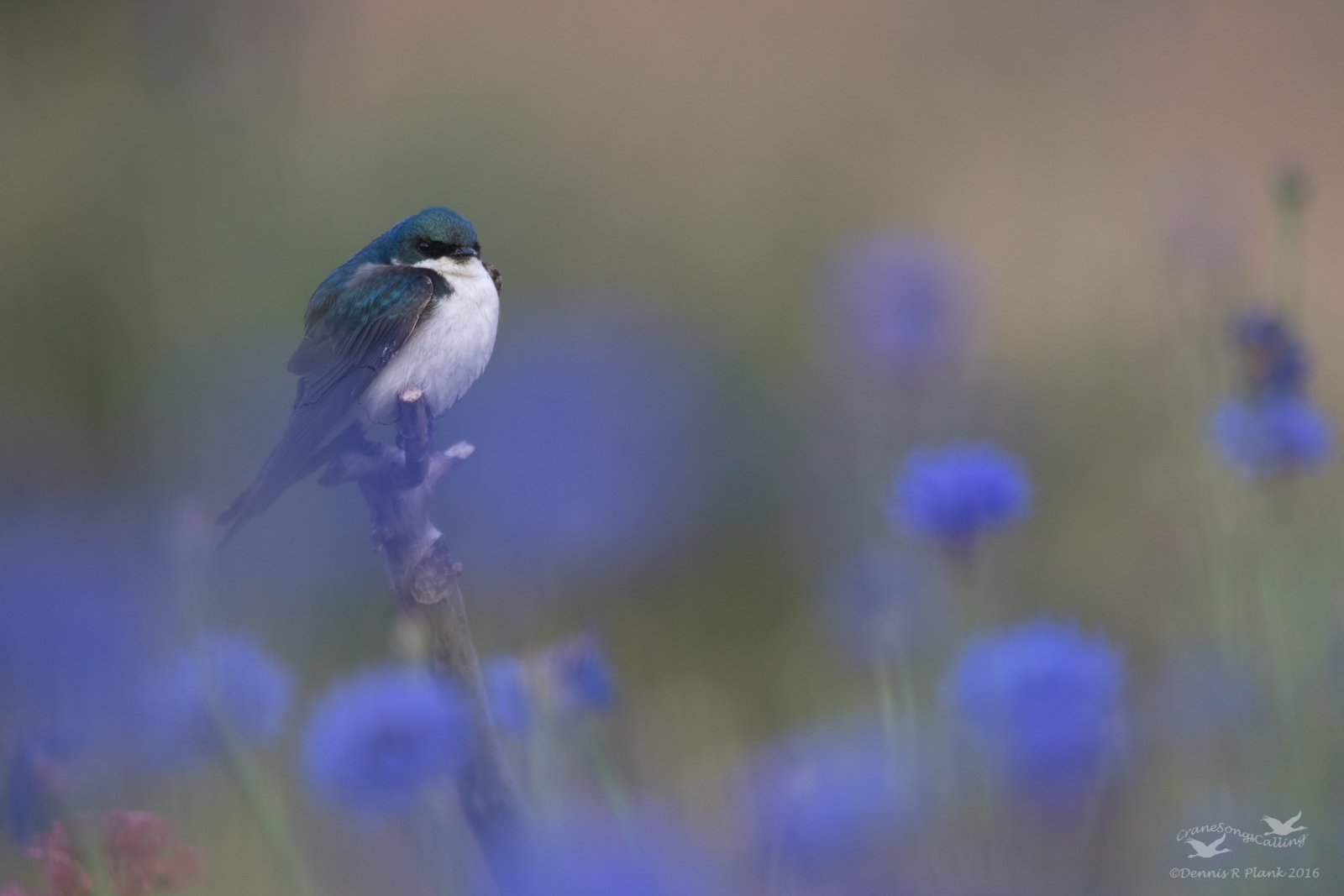Tree Swallow