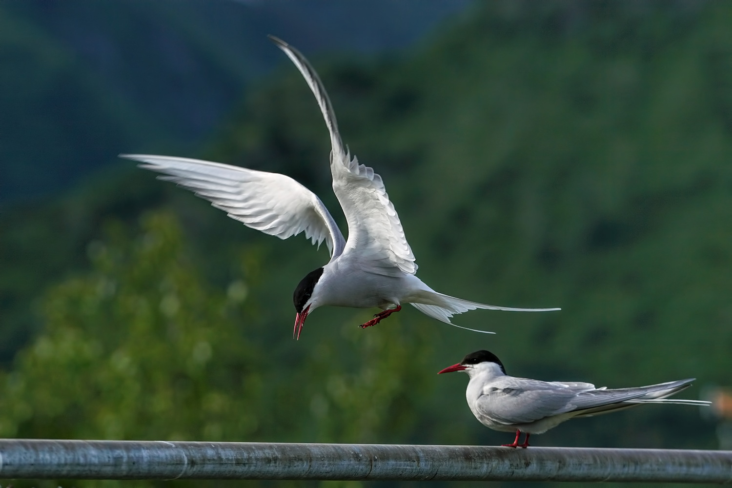 Tern to the Fence