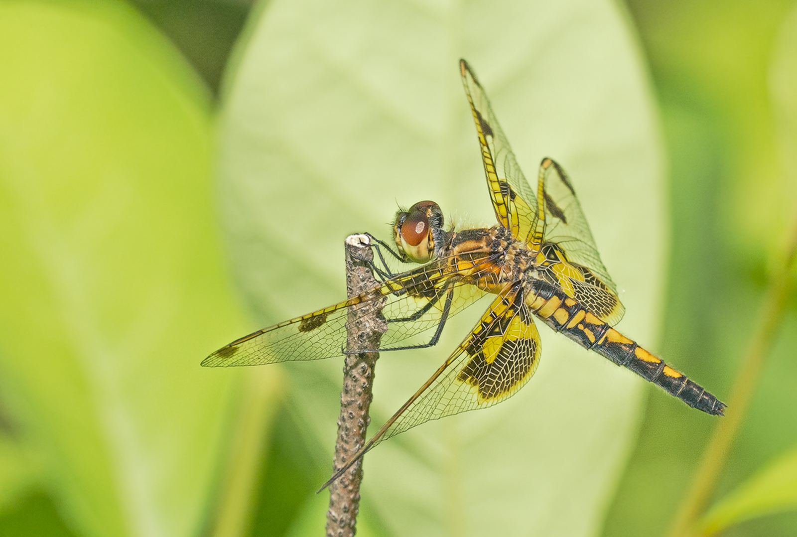 Calico Pennant