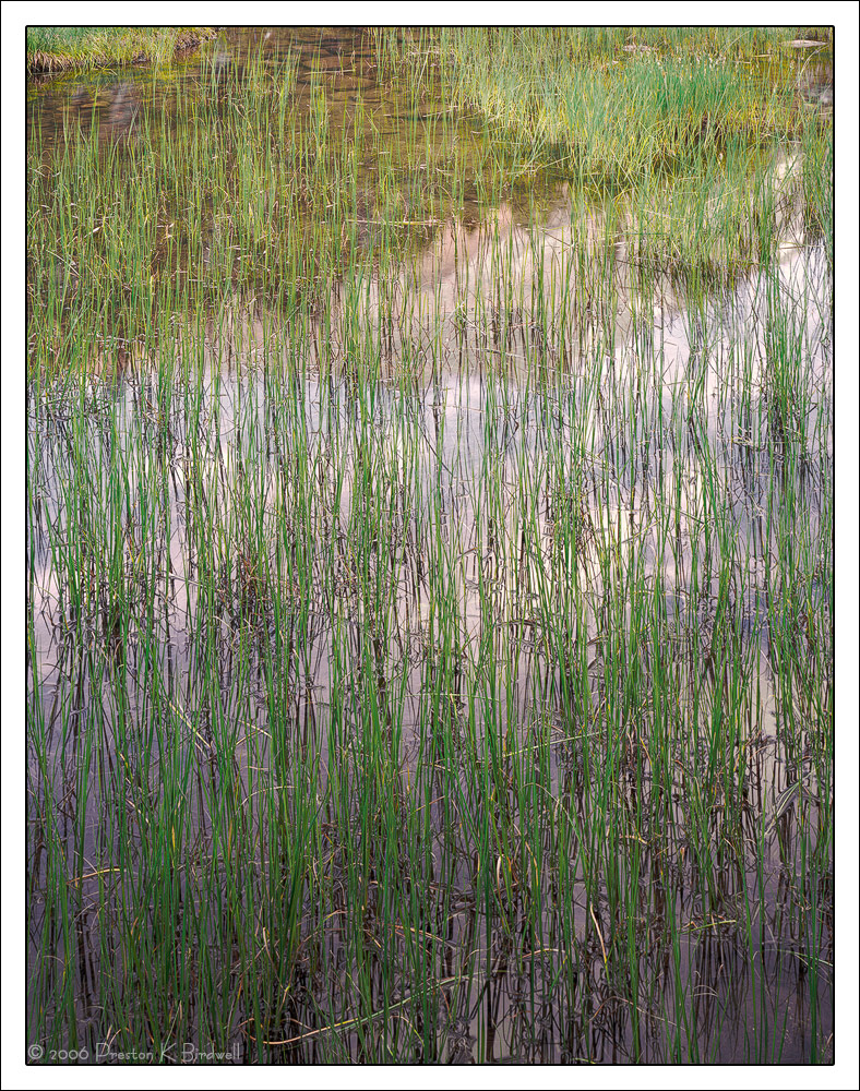 Sedge Abstract