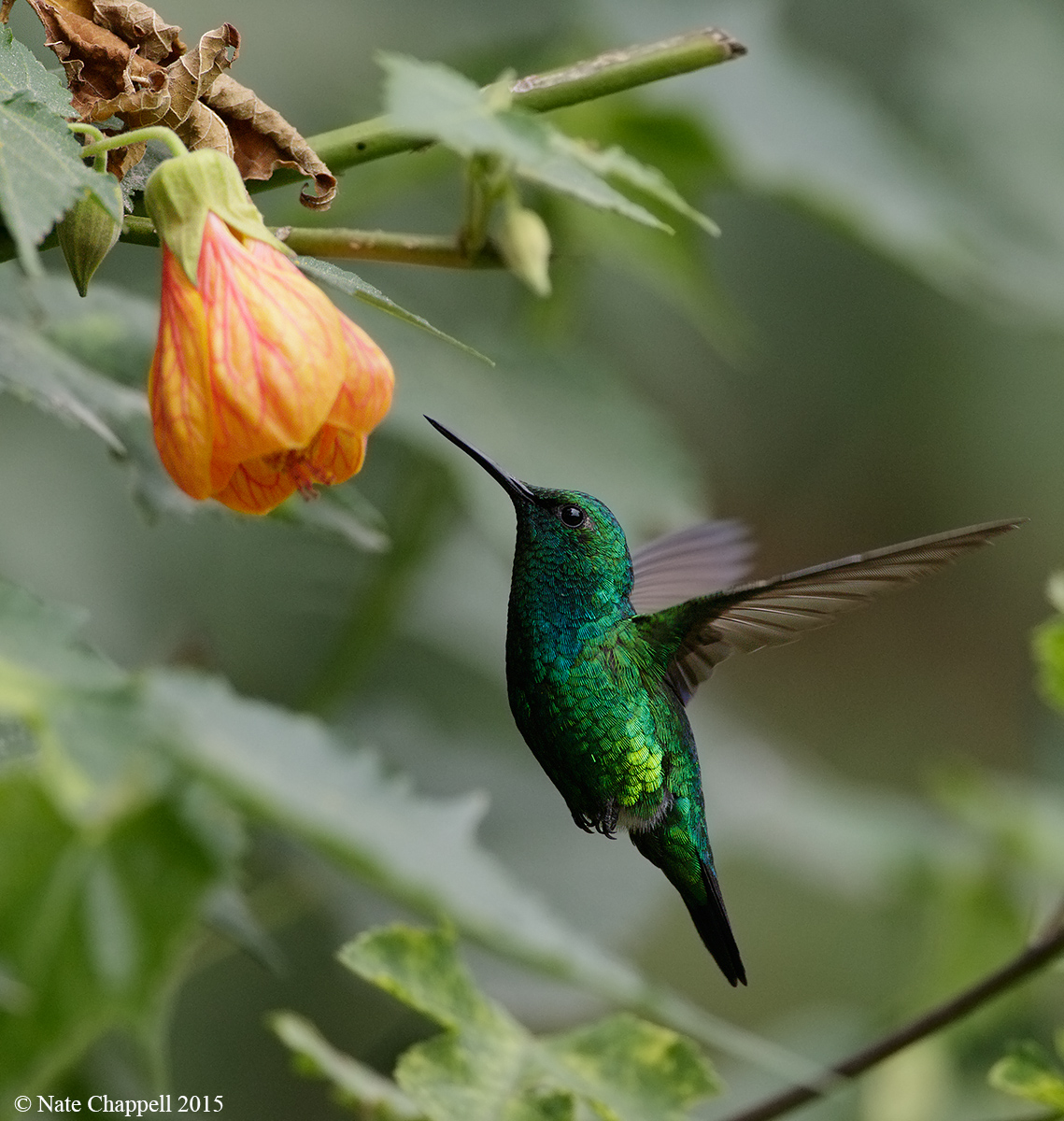 Western Emerald