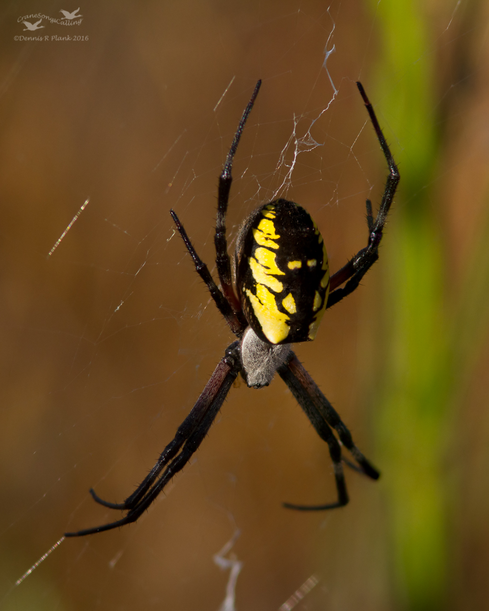 Field Spider