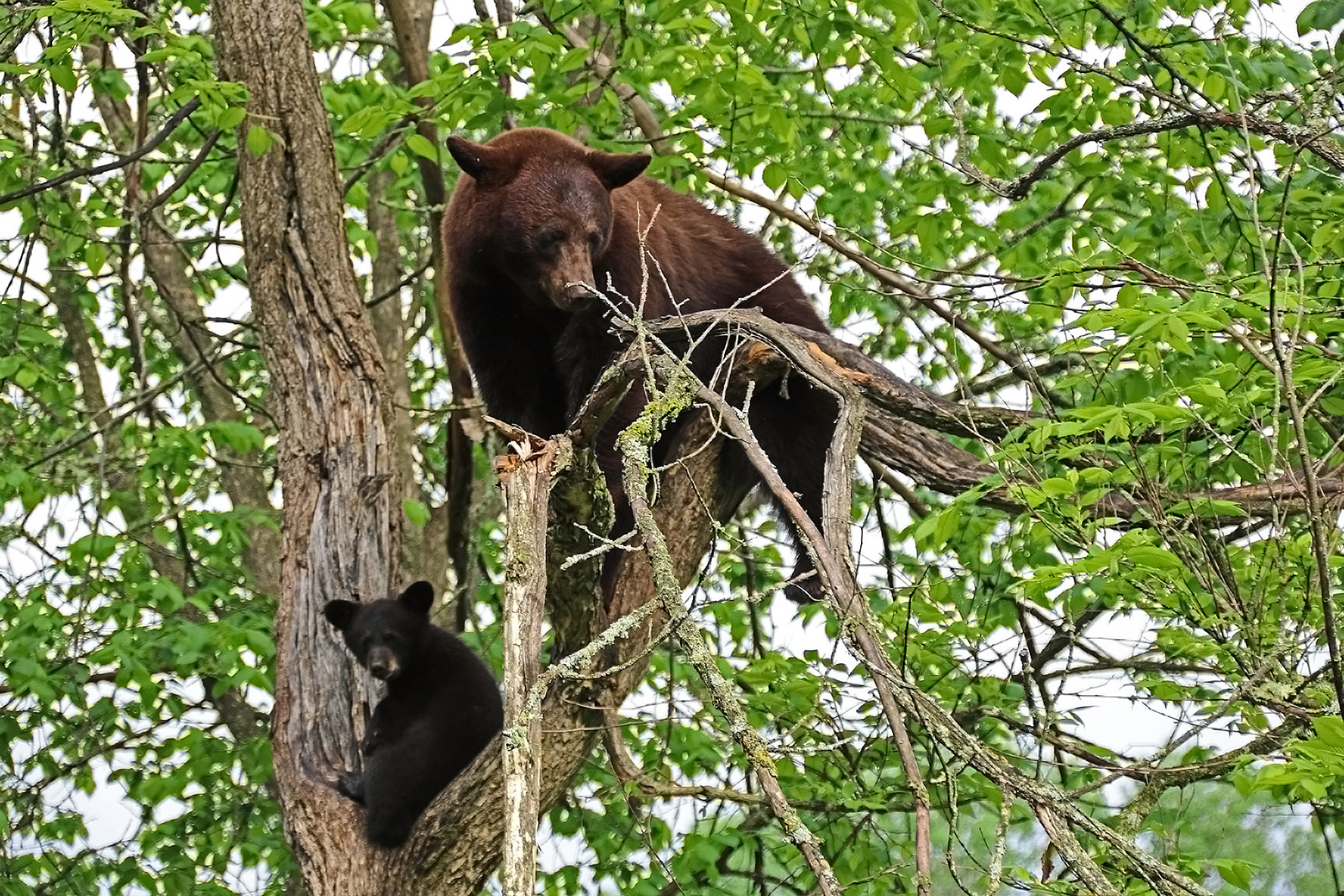 Black bear and cub