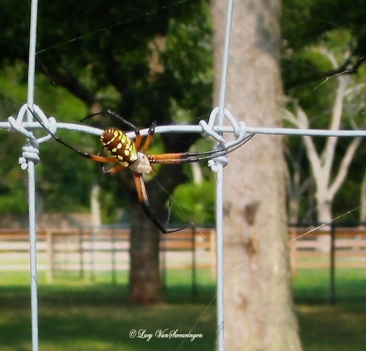 ARGIOPE