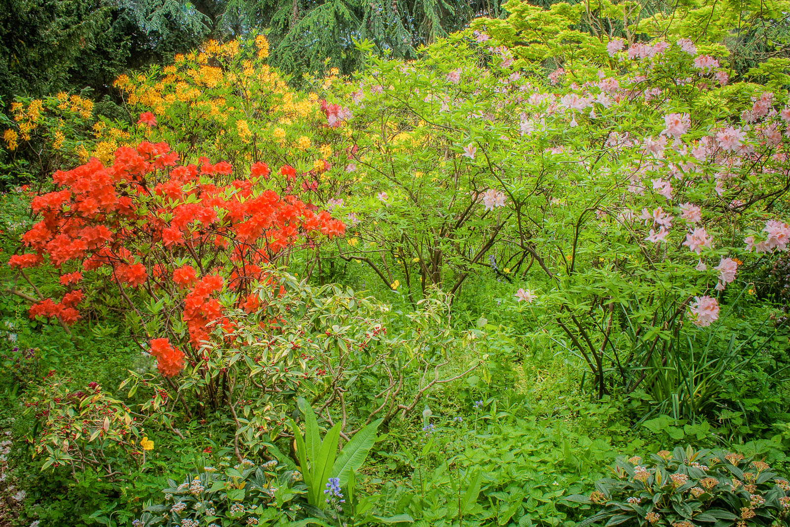 Azaleas of Many Colours