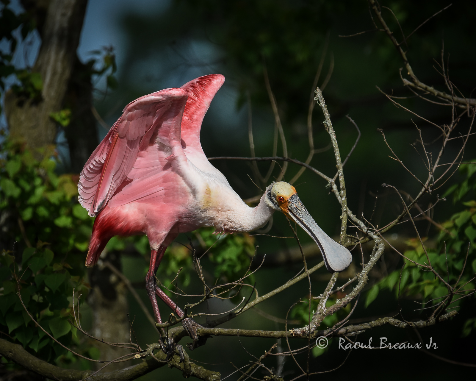 Roseate Spoonbill