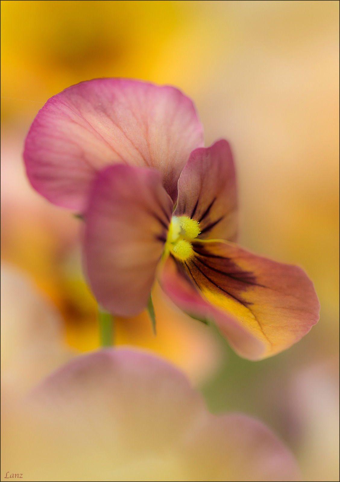 Viola (+alt.) 