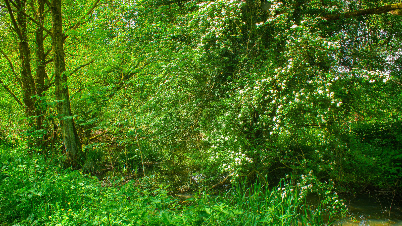 Hawthorn Blooms