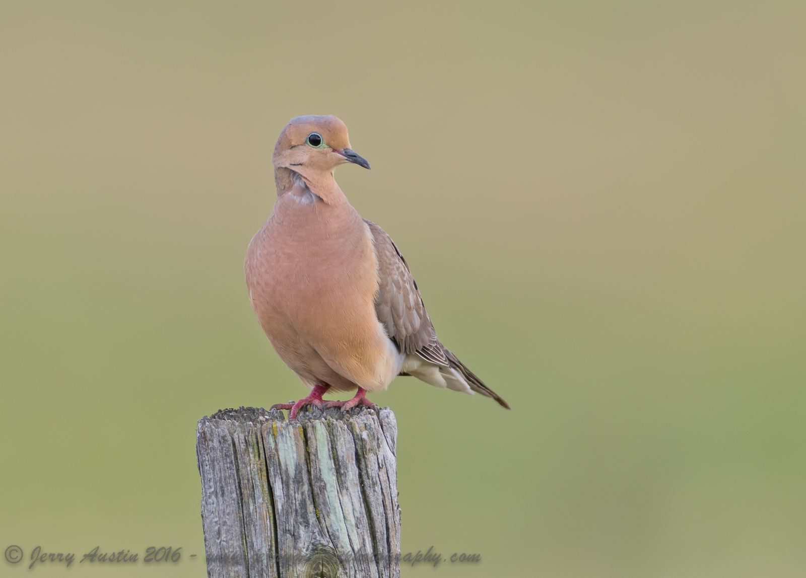 Texas Mourning Dove