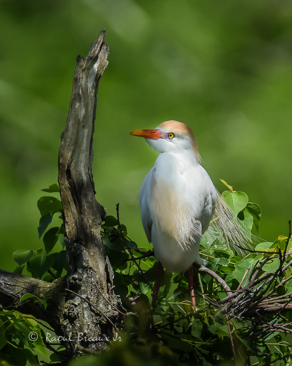Cattle Egret