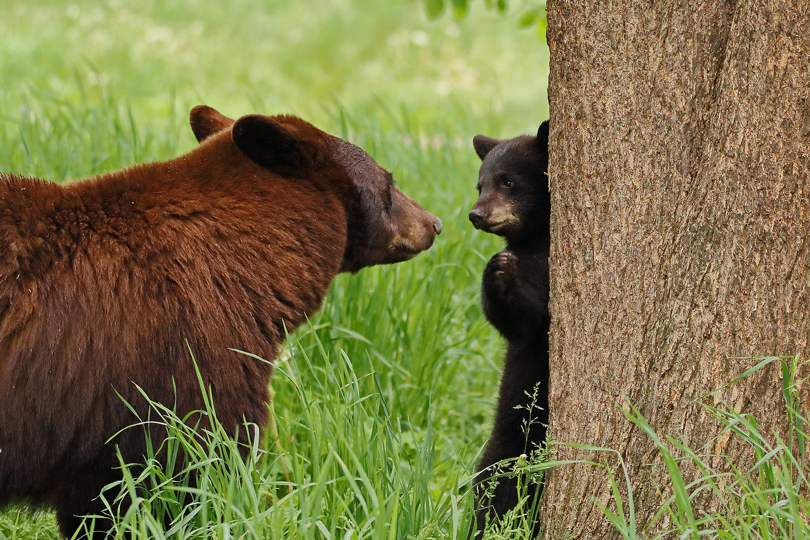 Cub in trouble