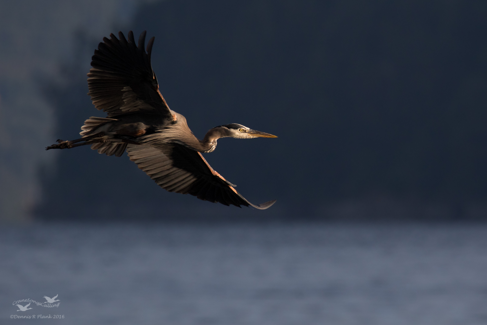 Morning Heron
