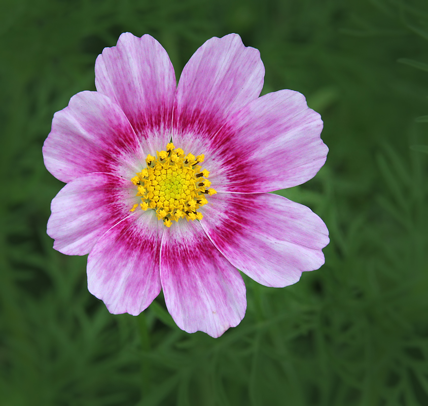 Cosmos