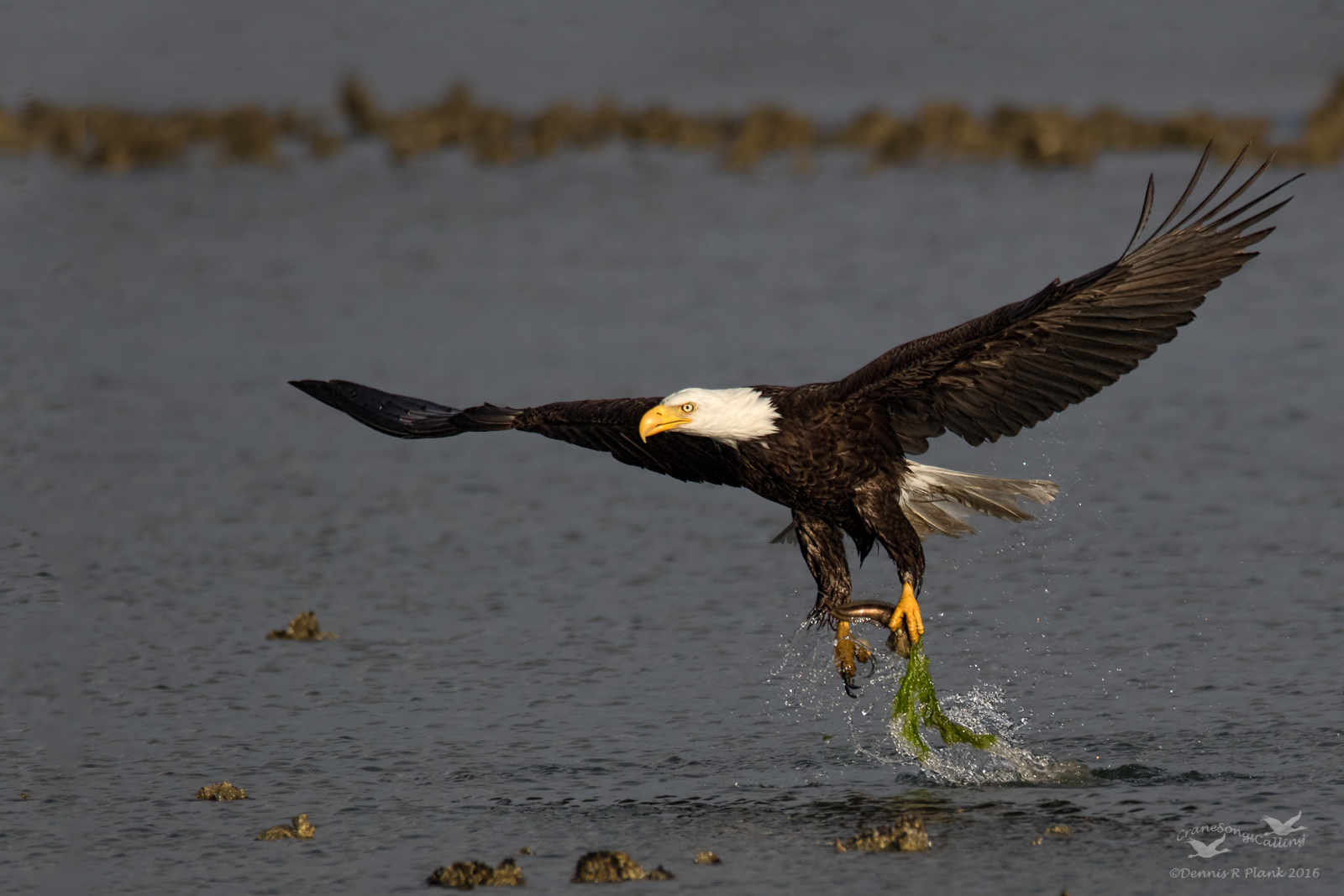 Bald Eagle & Repost