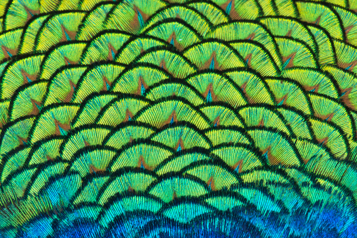 Peacocks Back