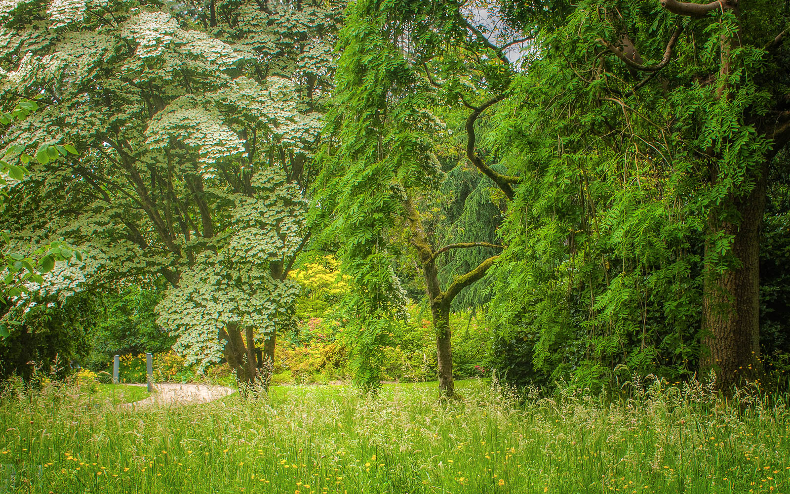 Three Trees