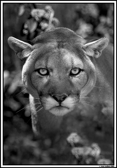 THE STARE (Controlled Subject)