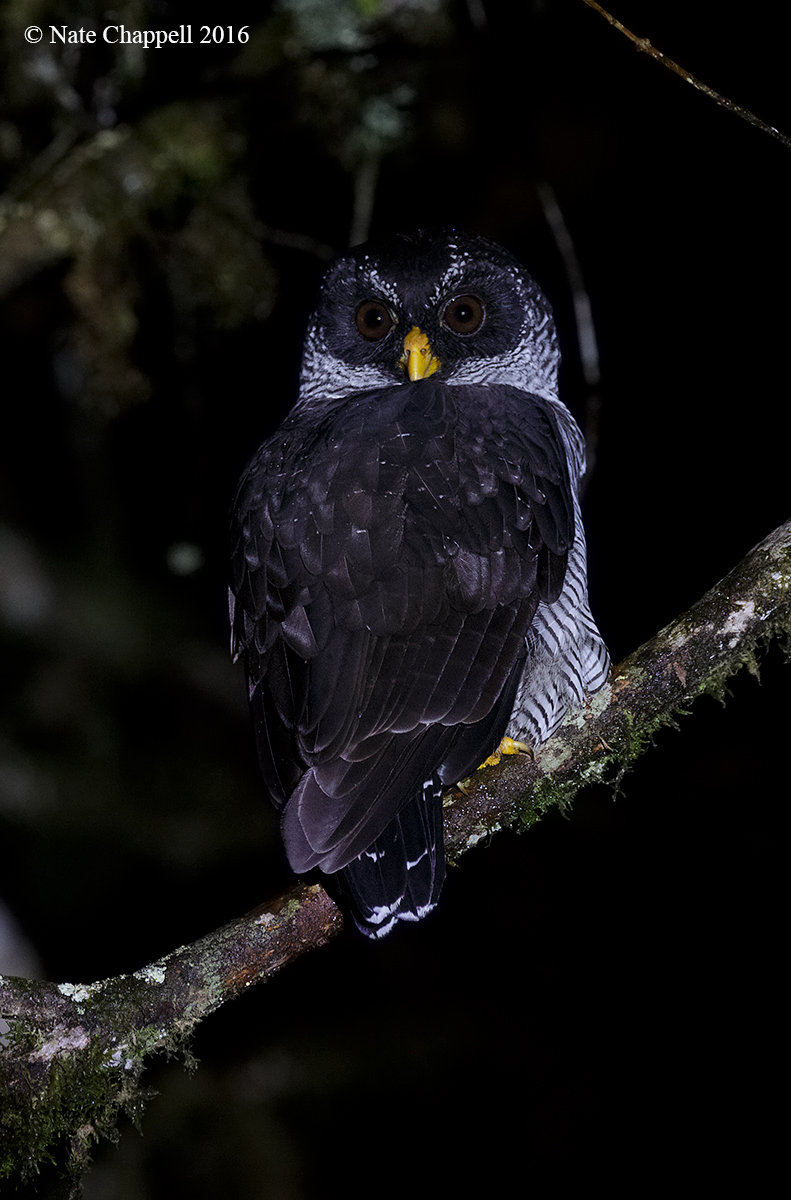 Black and White Owl