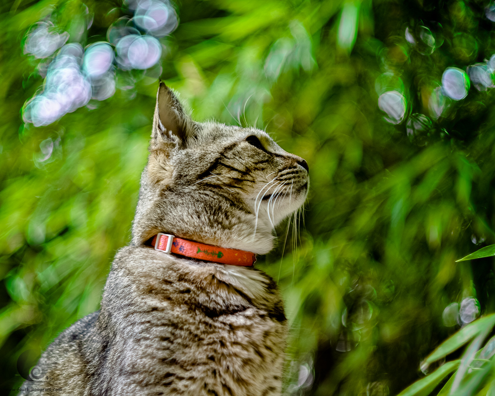 Cat and Bamboo