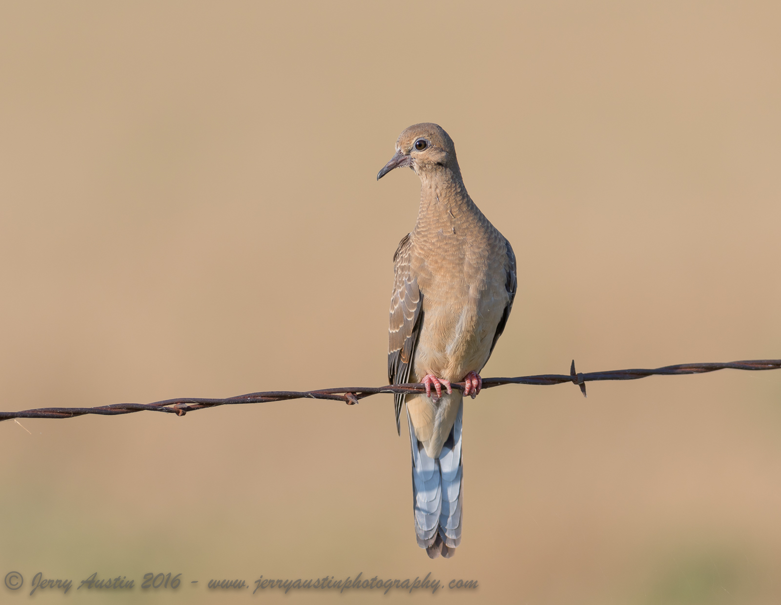 Immature Mourning Dove