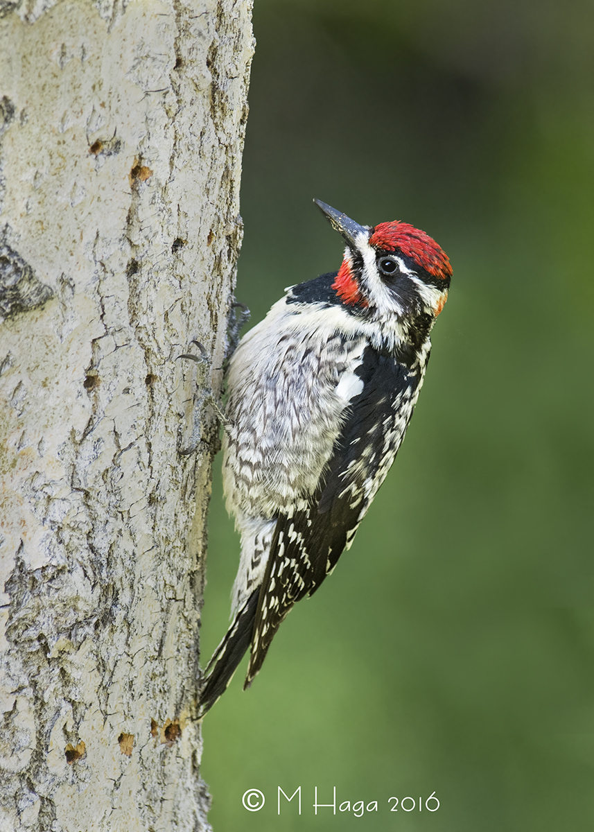 Red-naped Sapsucker