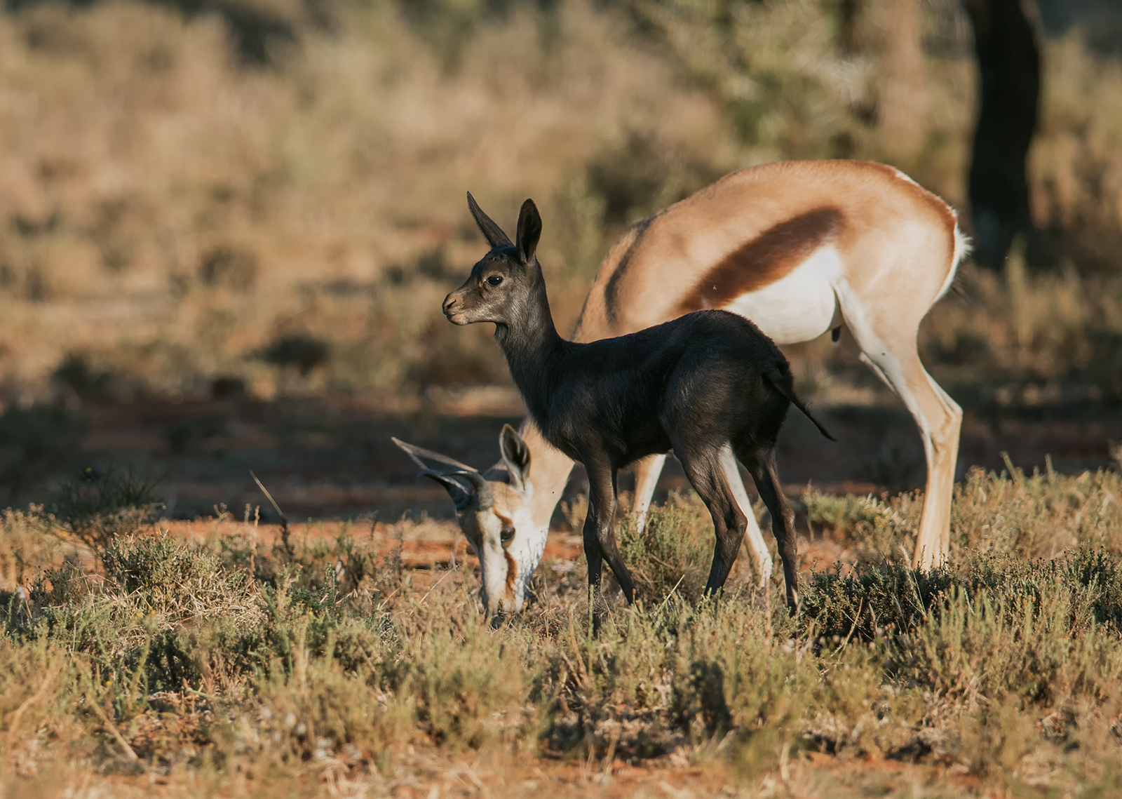 Black Springbok