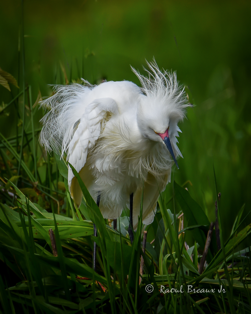 Bad Feather Day