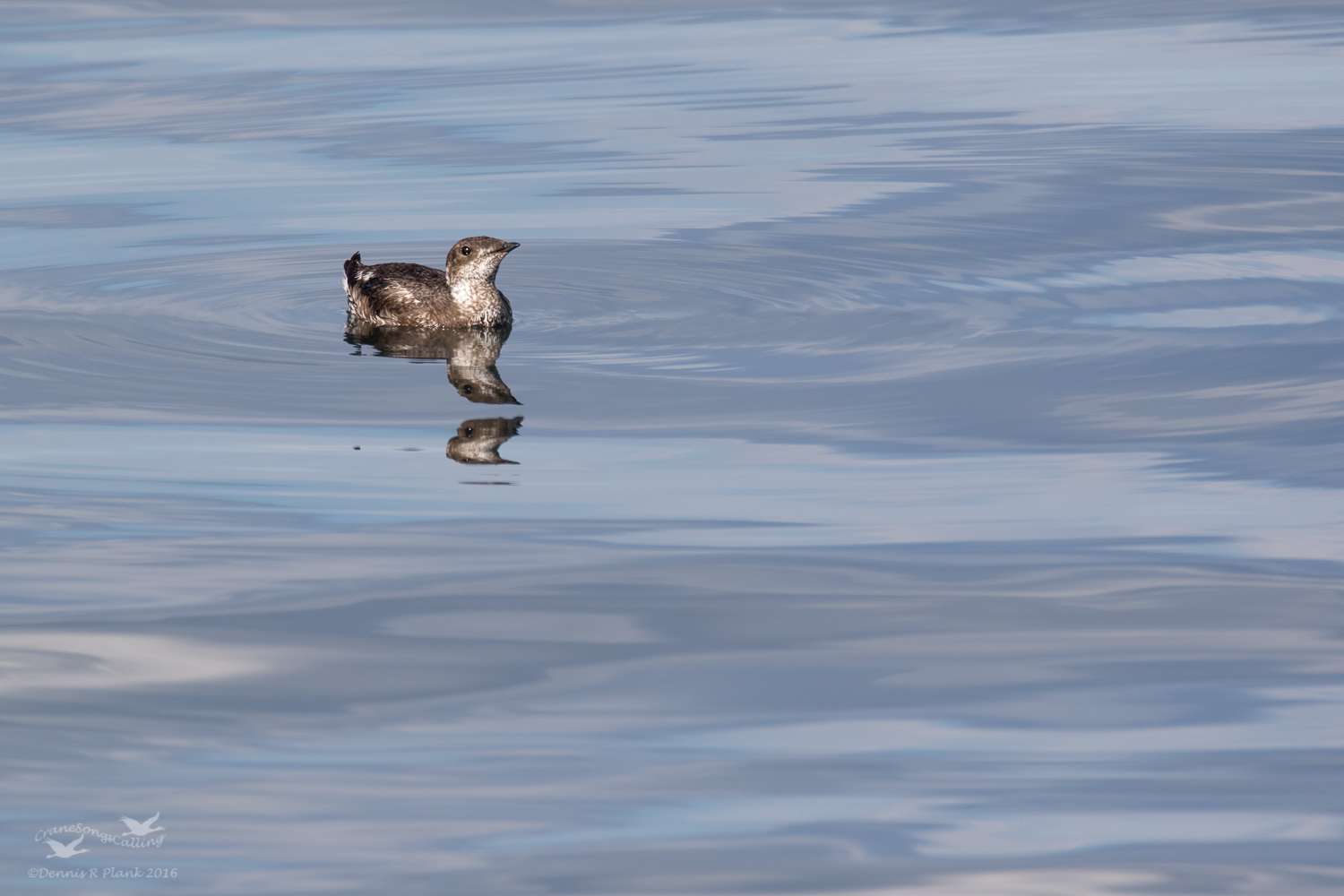 Marbled Murrelet