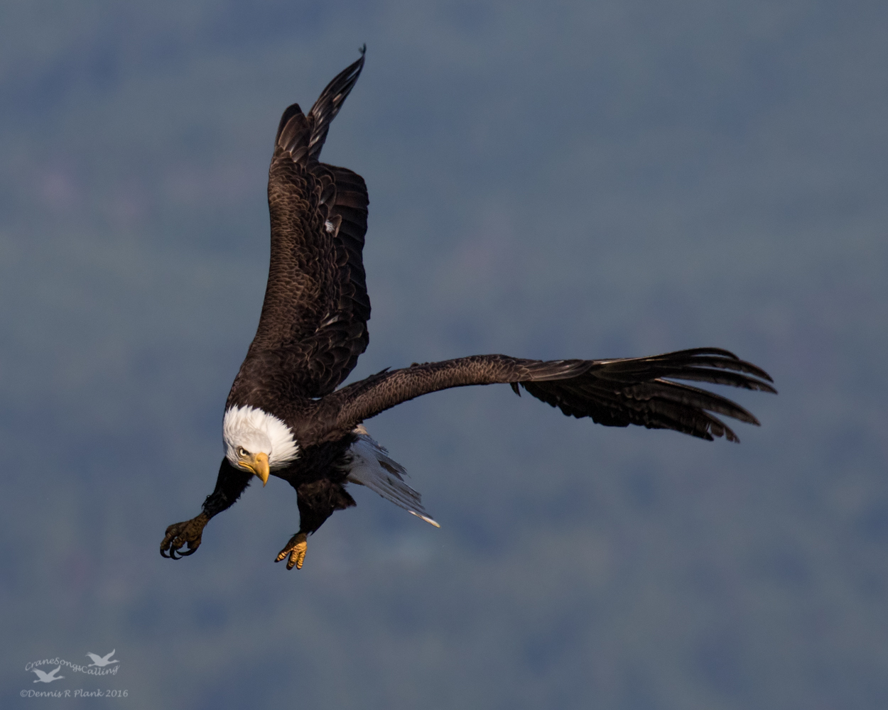 Bald Eagle
