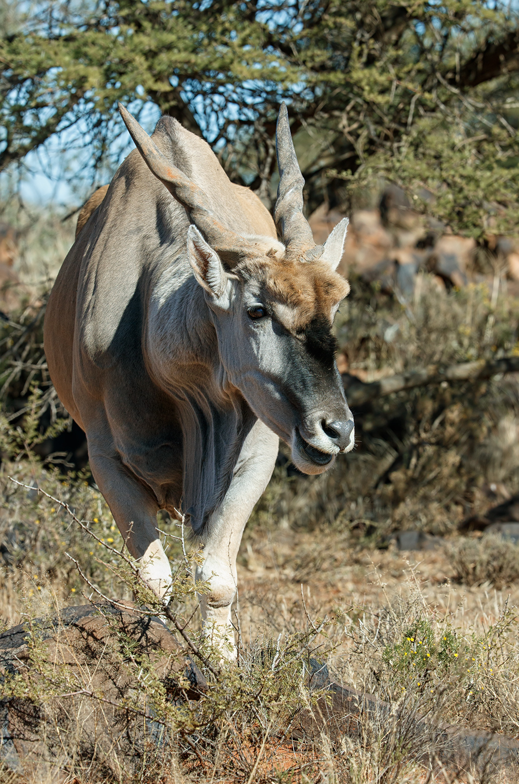 Eland
