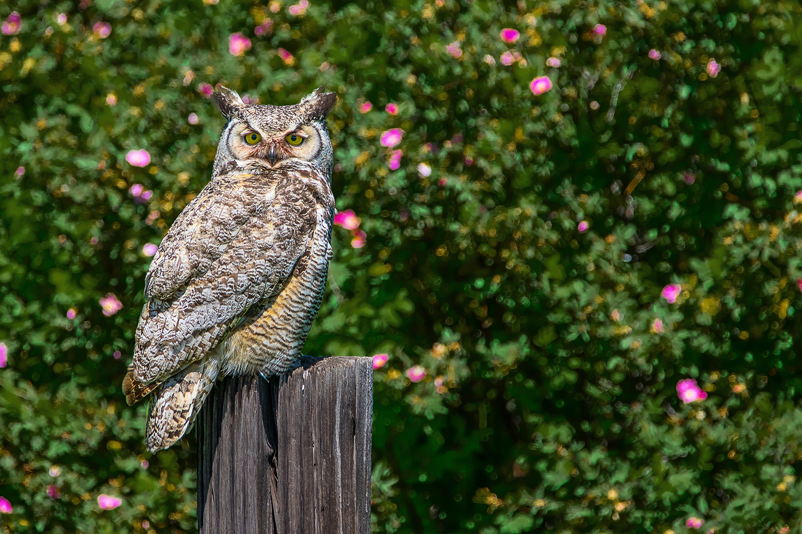 An Owl's Garden
