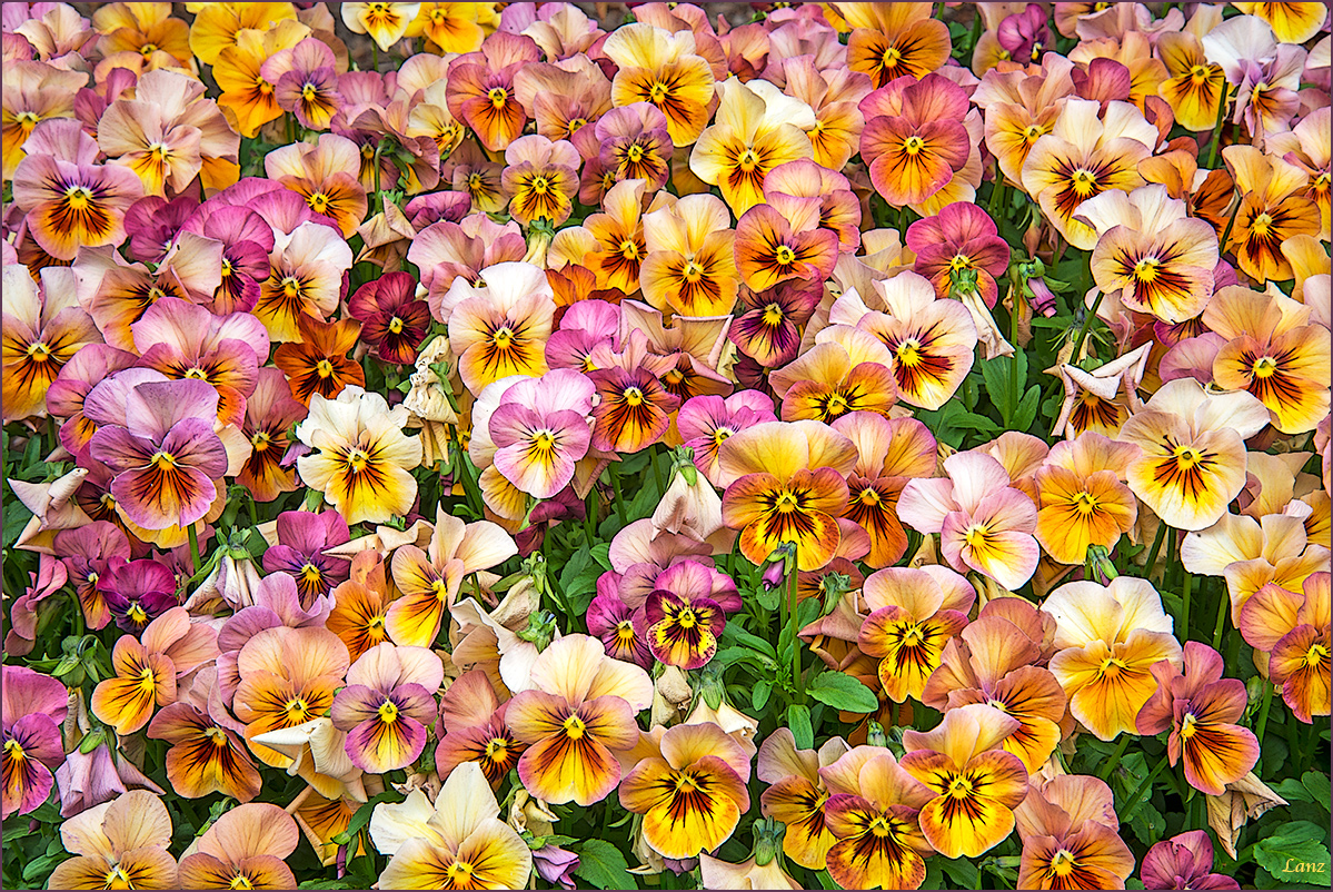 Voluminous Violas
