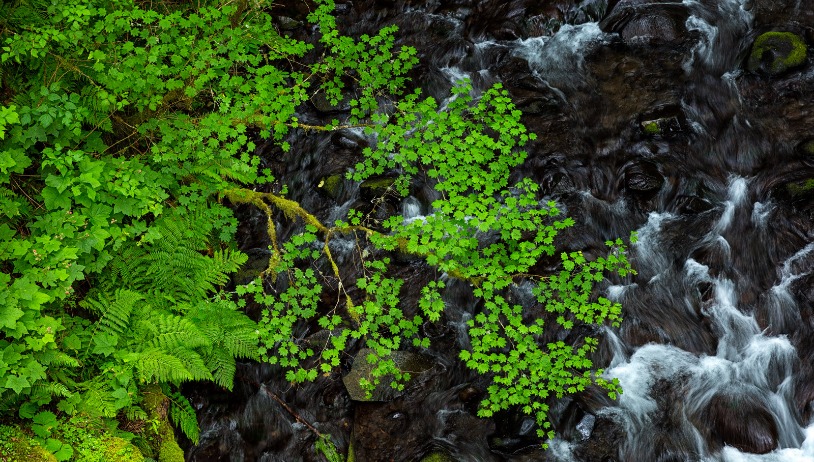 Columbia Gorge Stream