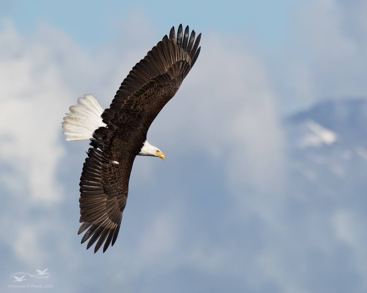 Bald Eagle II