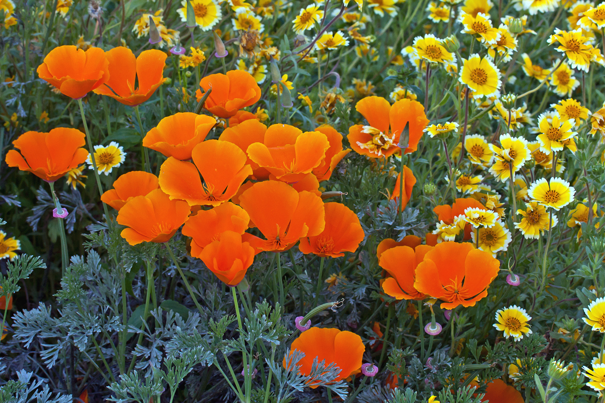 Poppy Planter