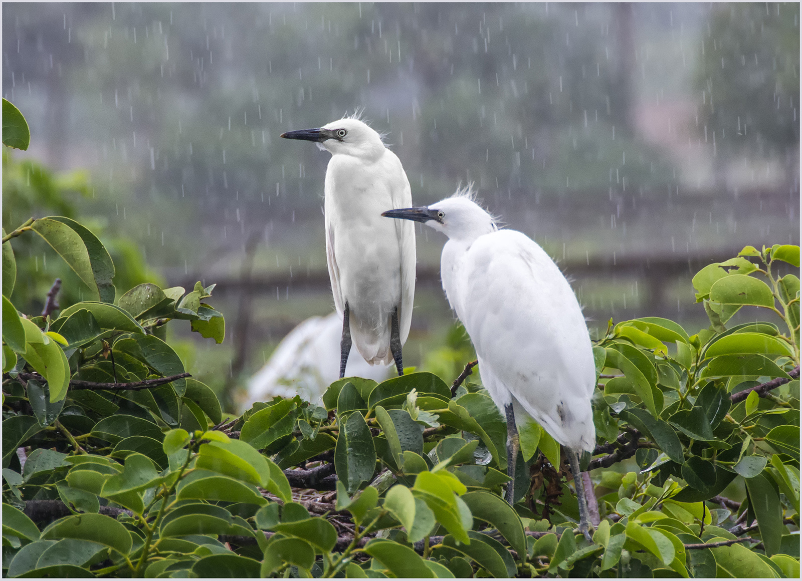 Bedraggled