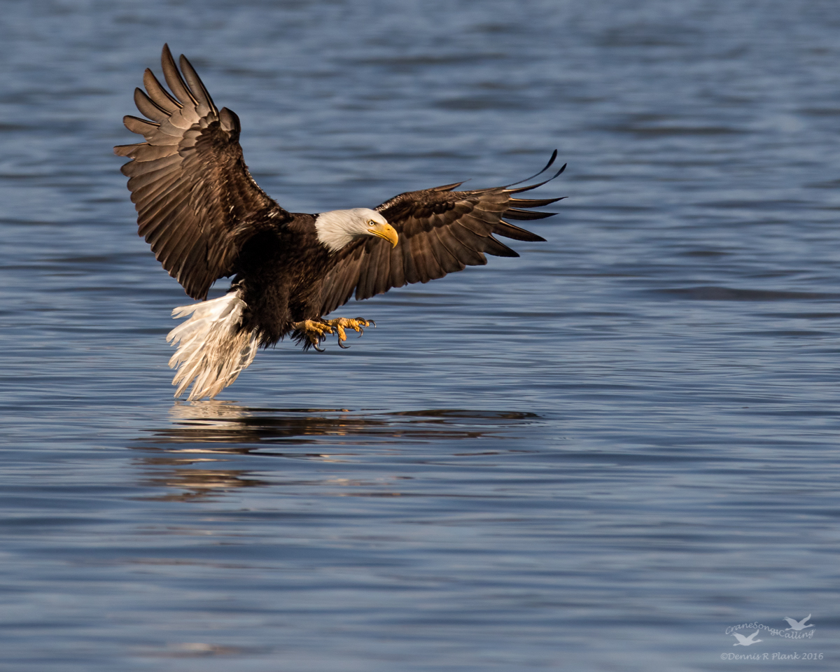 Bald Eagle III