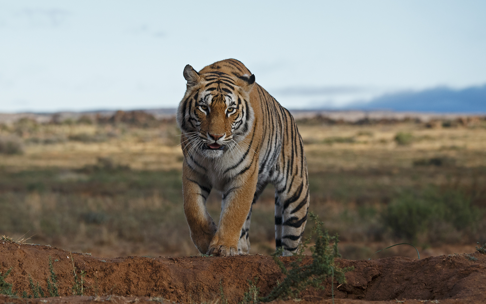 Relocated Tiger