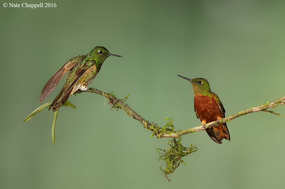 2 Species of Coronet