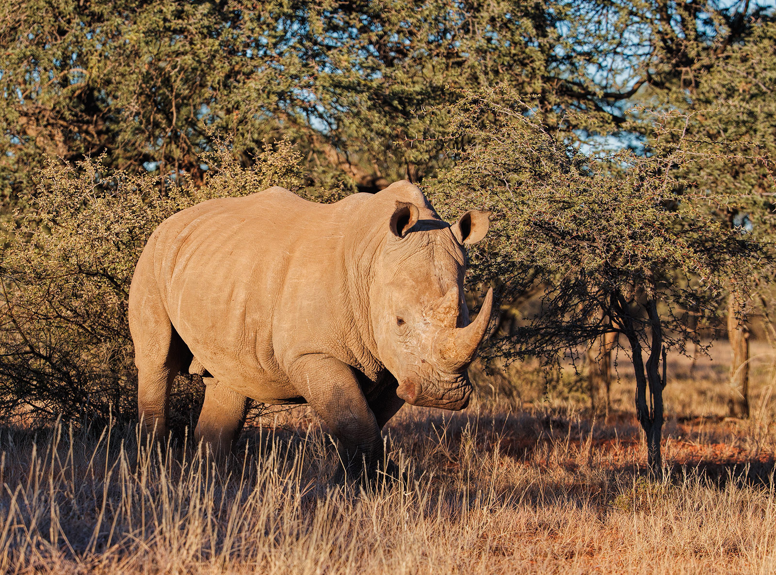 White Rhino