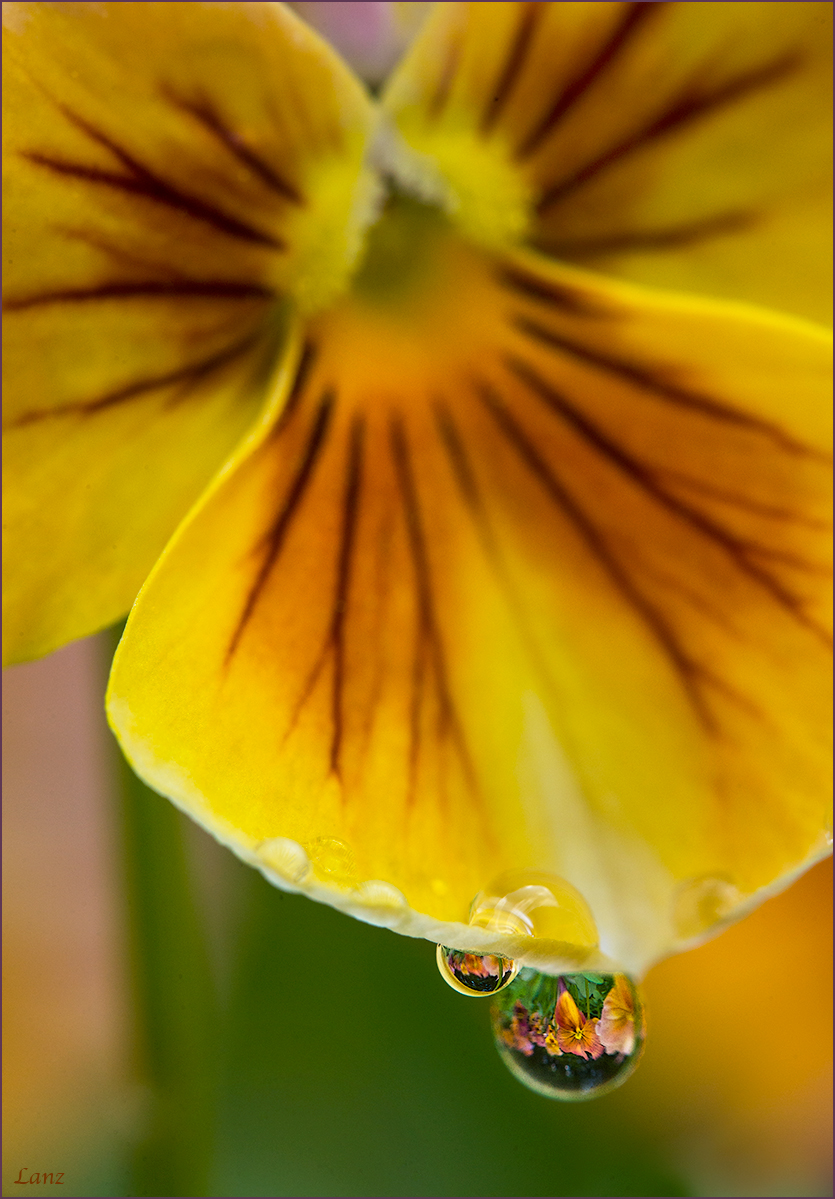 Drops of Violas