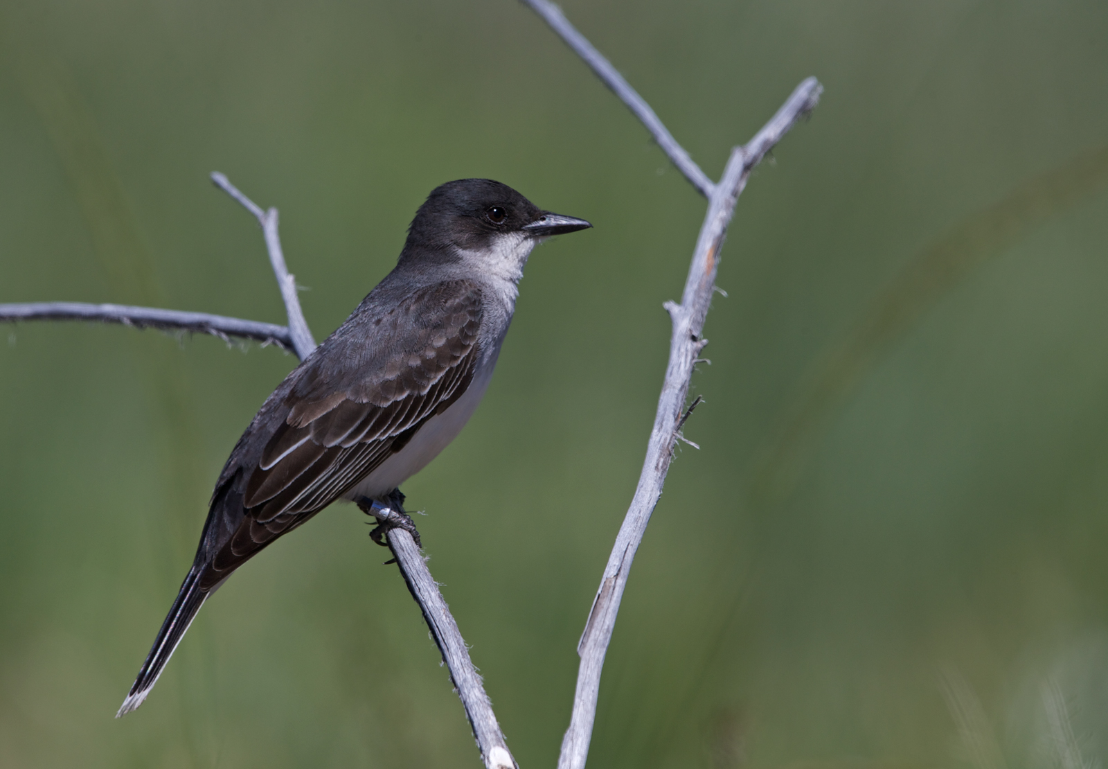 Eastern Kingbird
