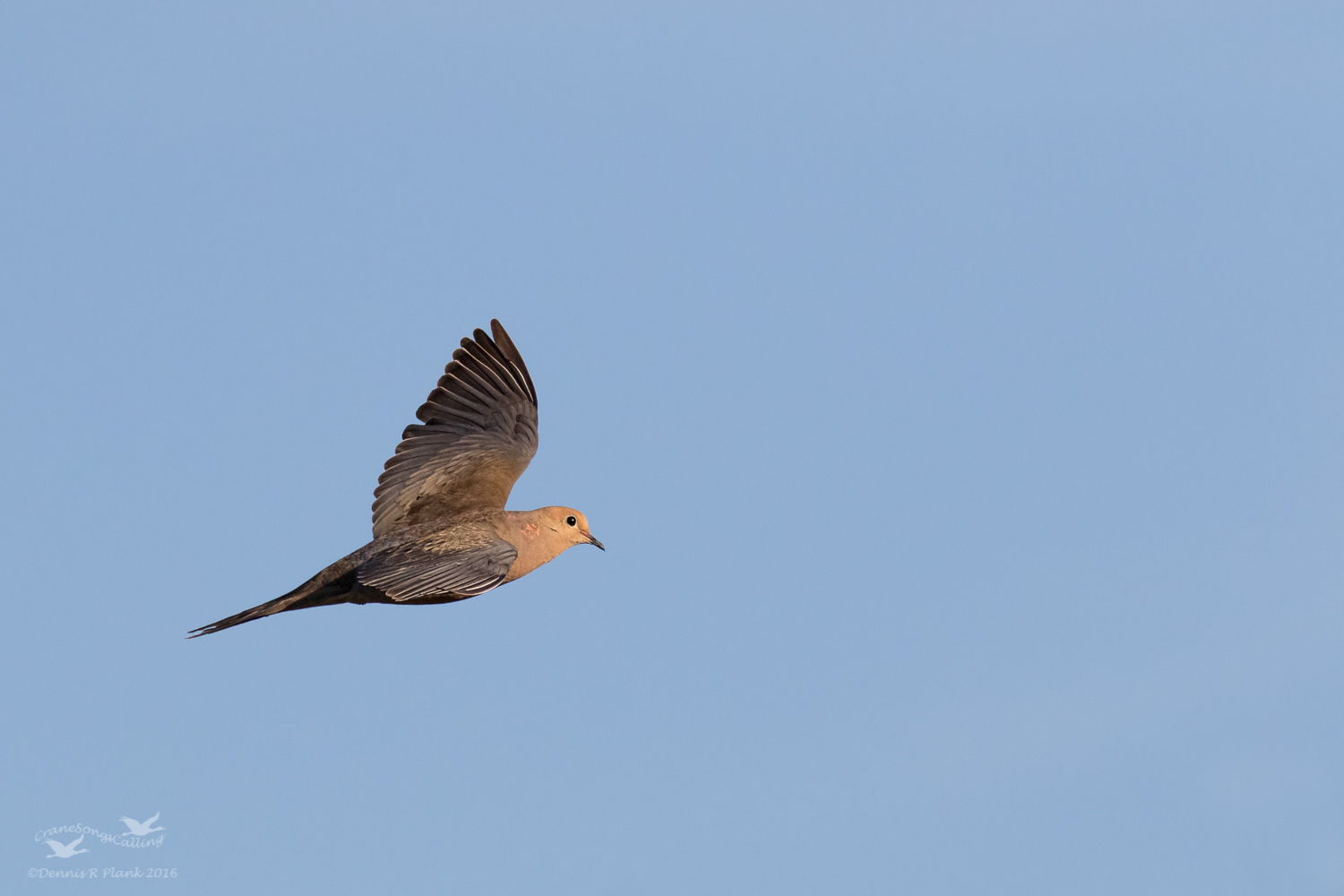 Mourning Dove