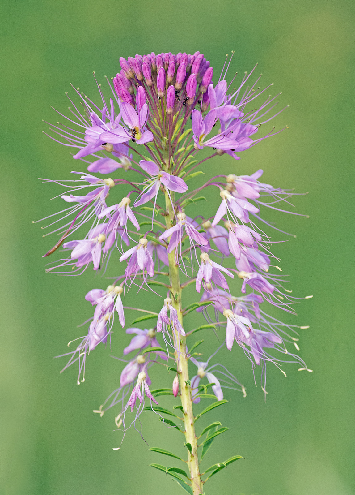 Rocky Mountain Bee Plant