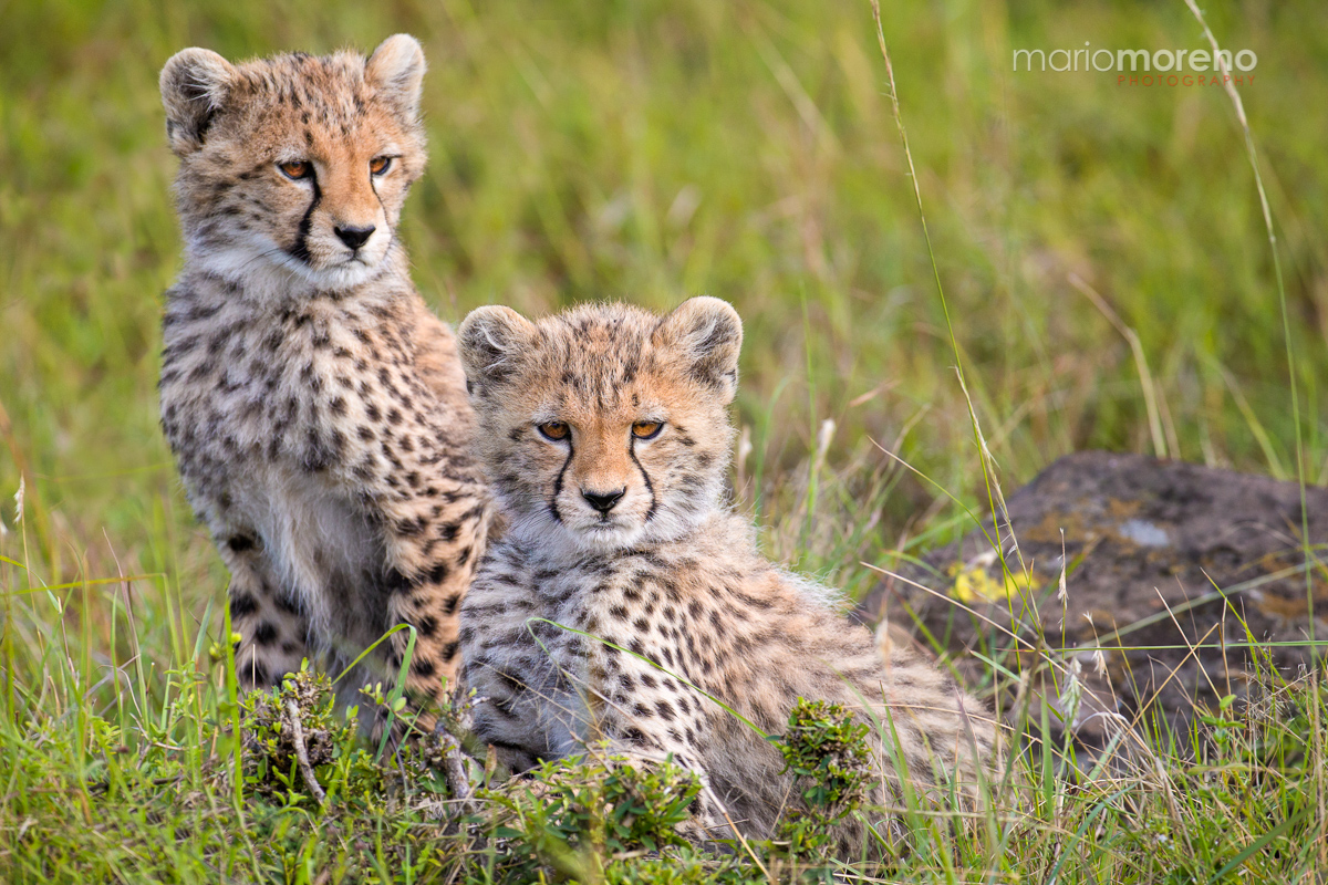 Spotted Cuteness