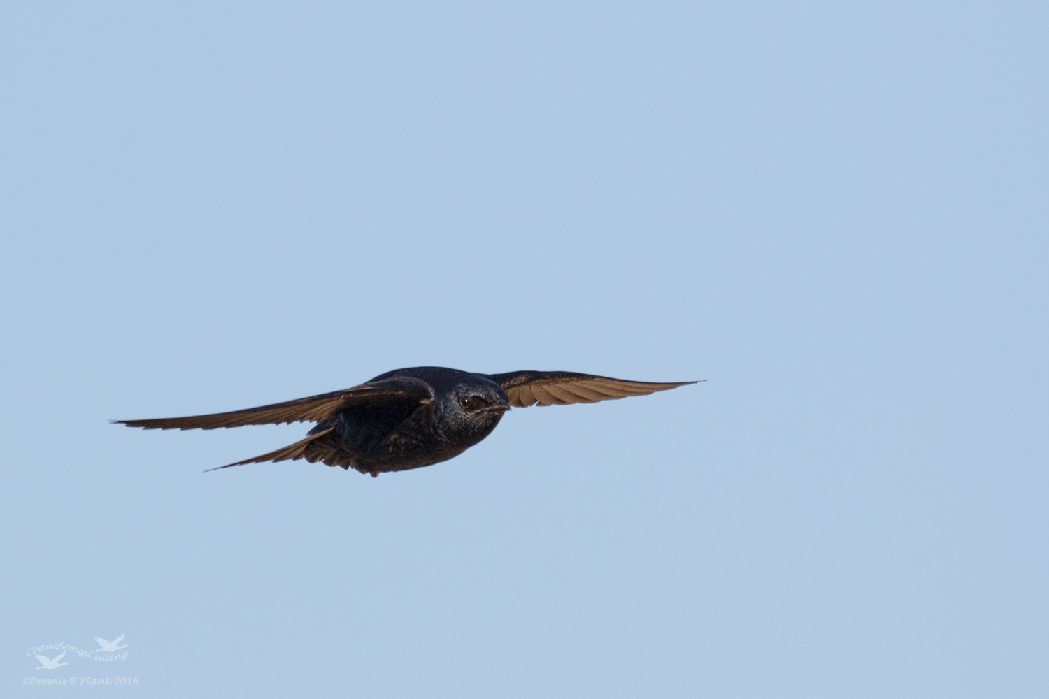 Purple Martin