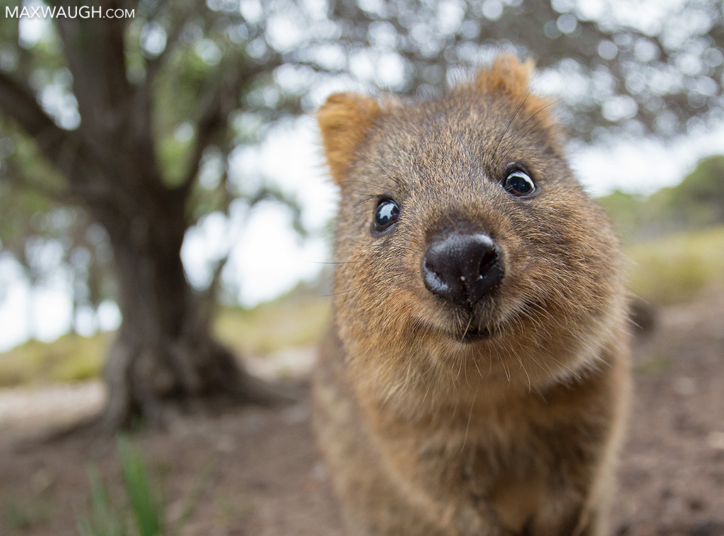 Quokka