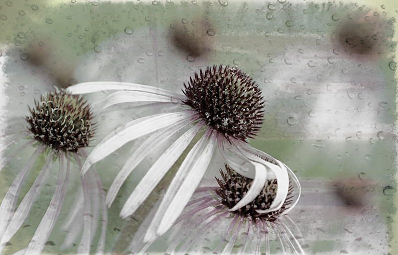 Coneflowers