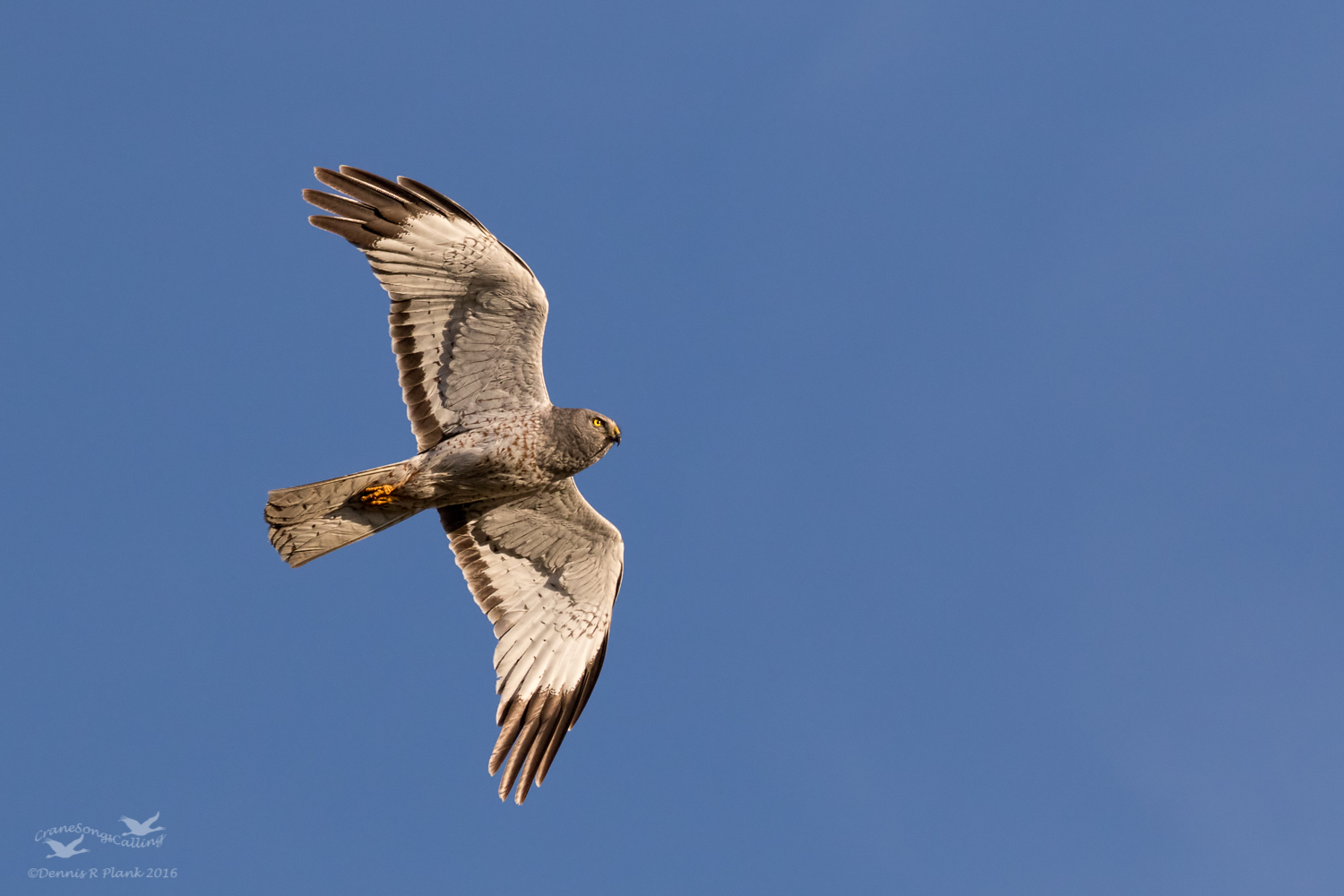 Male Northern Harrier