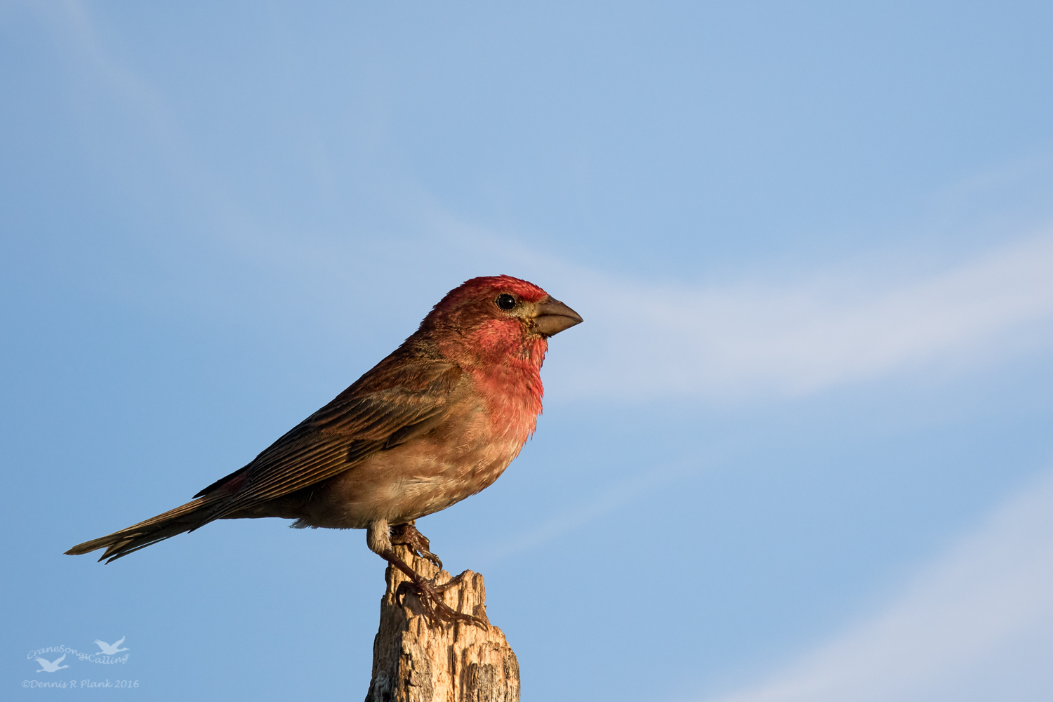 Purple Finch